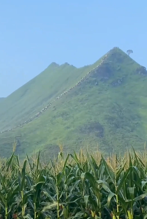 Bsport体育广西一野生景点火出圈 登山游客密密麻麻好像蚂蚁搬家 当地：已维持秩序(图1)